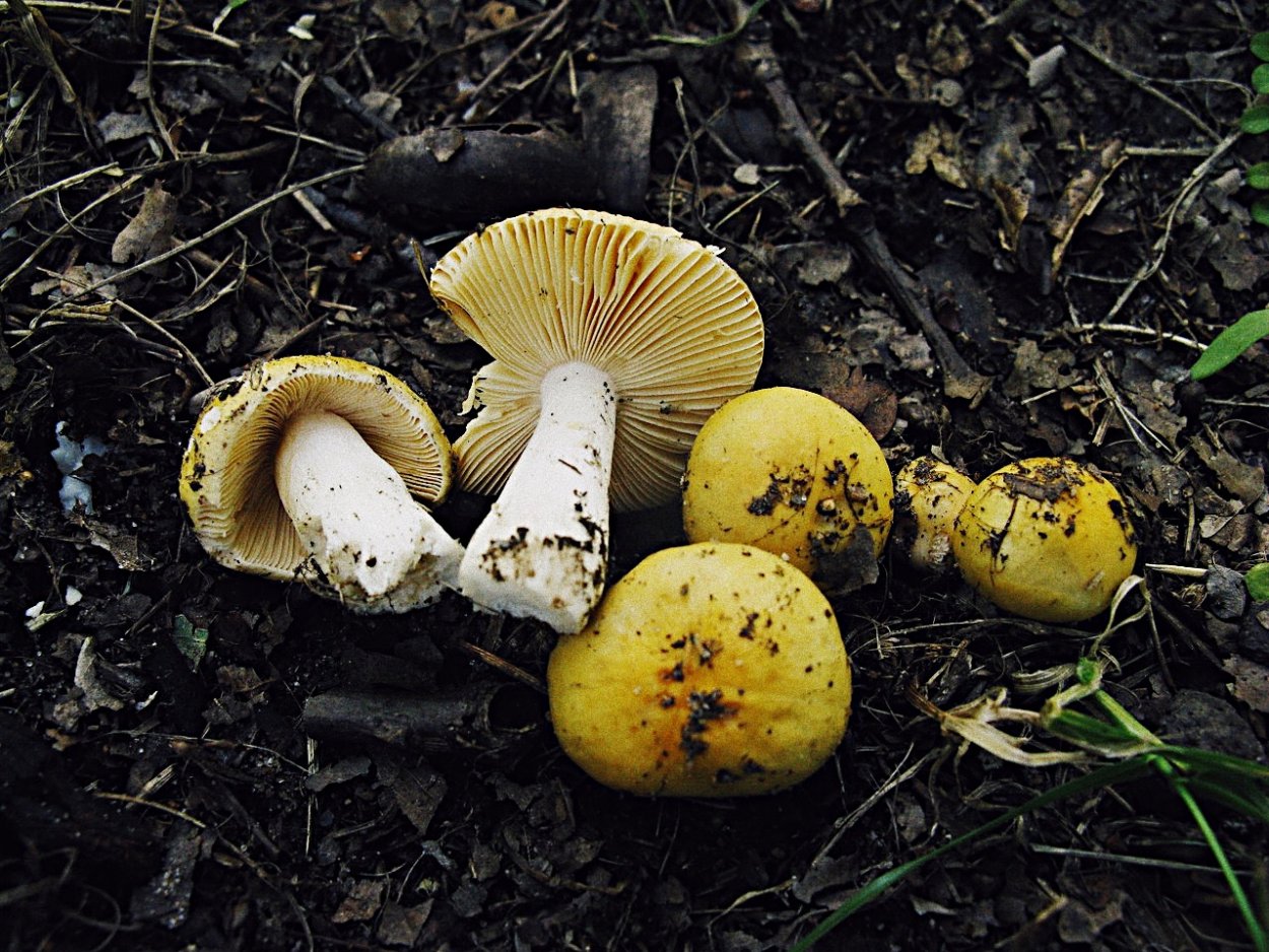 Сыроежка золотисто желтая (Russula lutea)