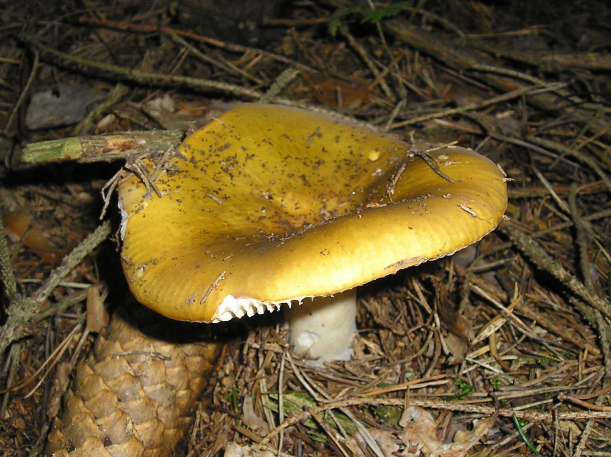 Russula pseudointegra