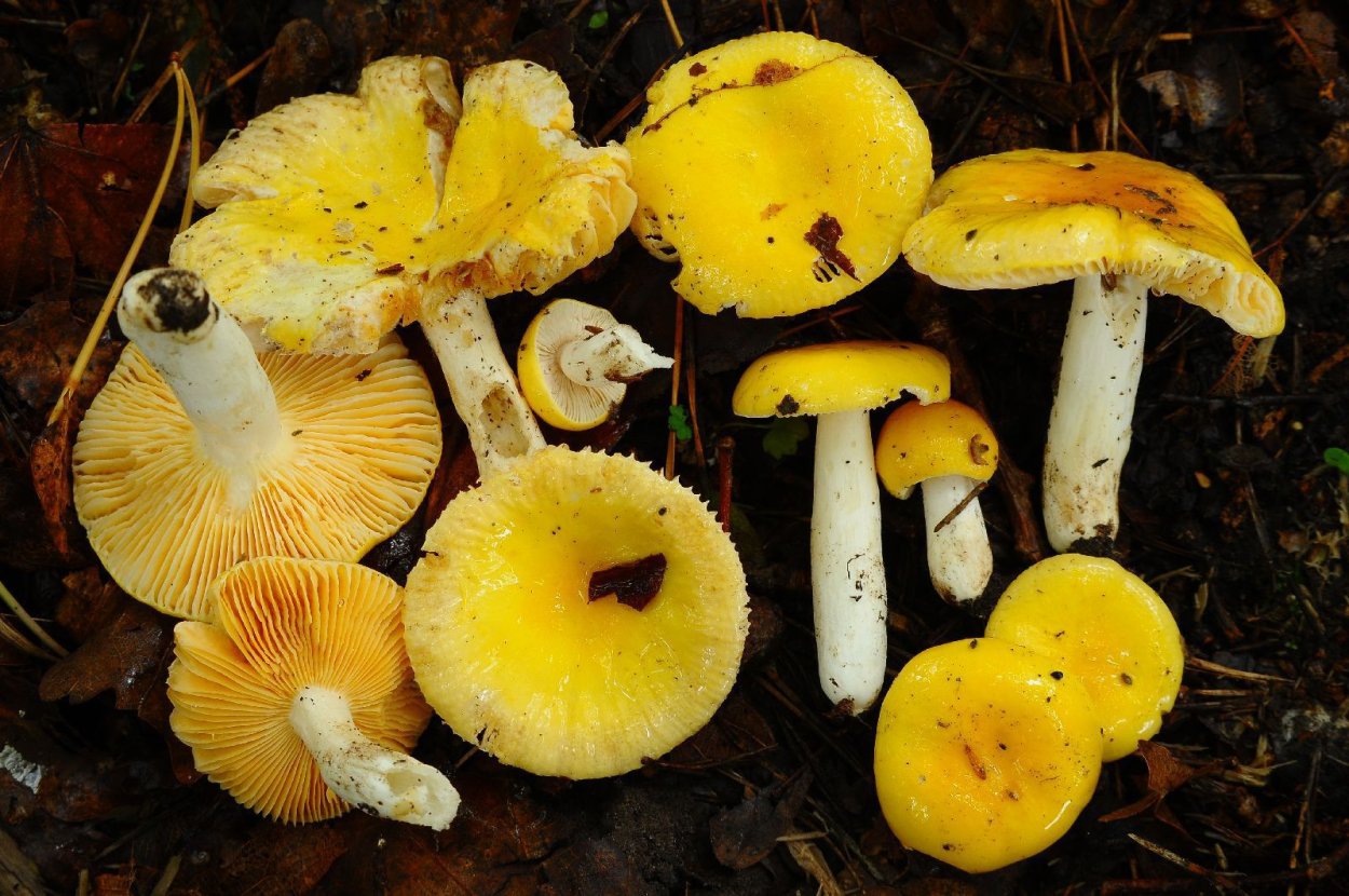 Красно золотистая сыроежка