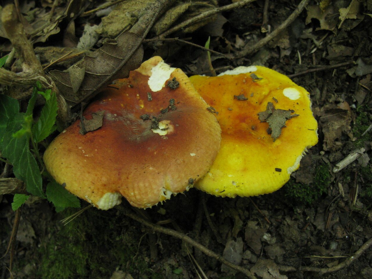 Сыроежка желтая съедобная