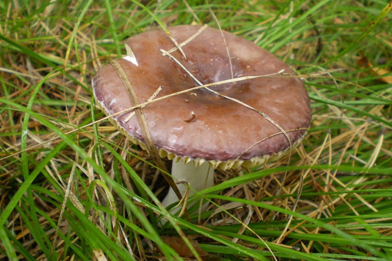 Russula pseudointegra