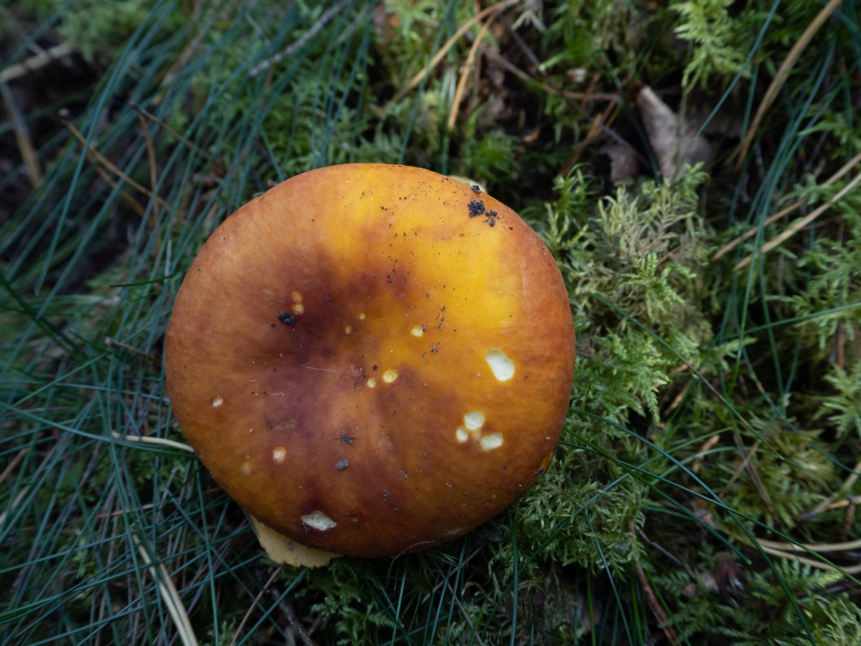 Желтый гриб гладкая шляпка