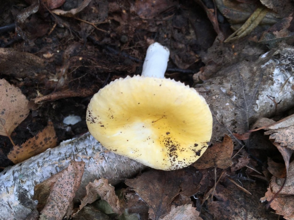 Сыроежка золотисто-жёлтая