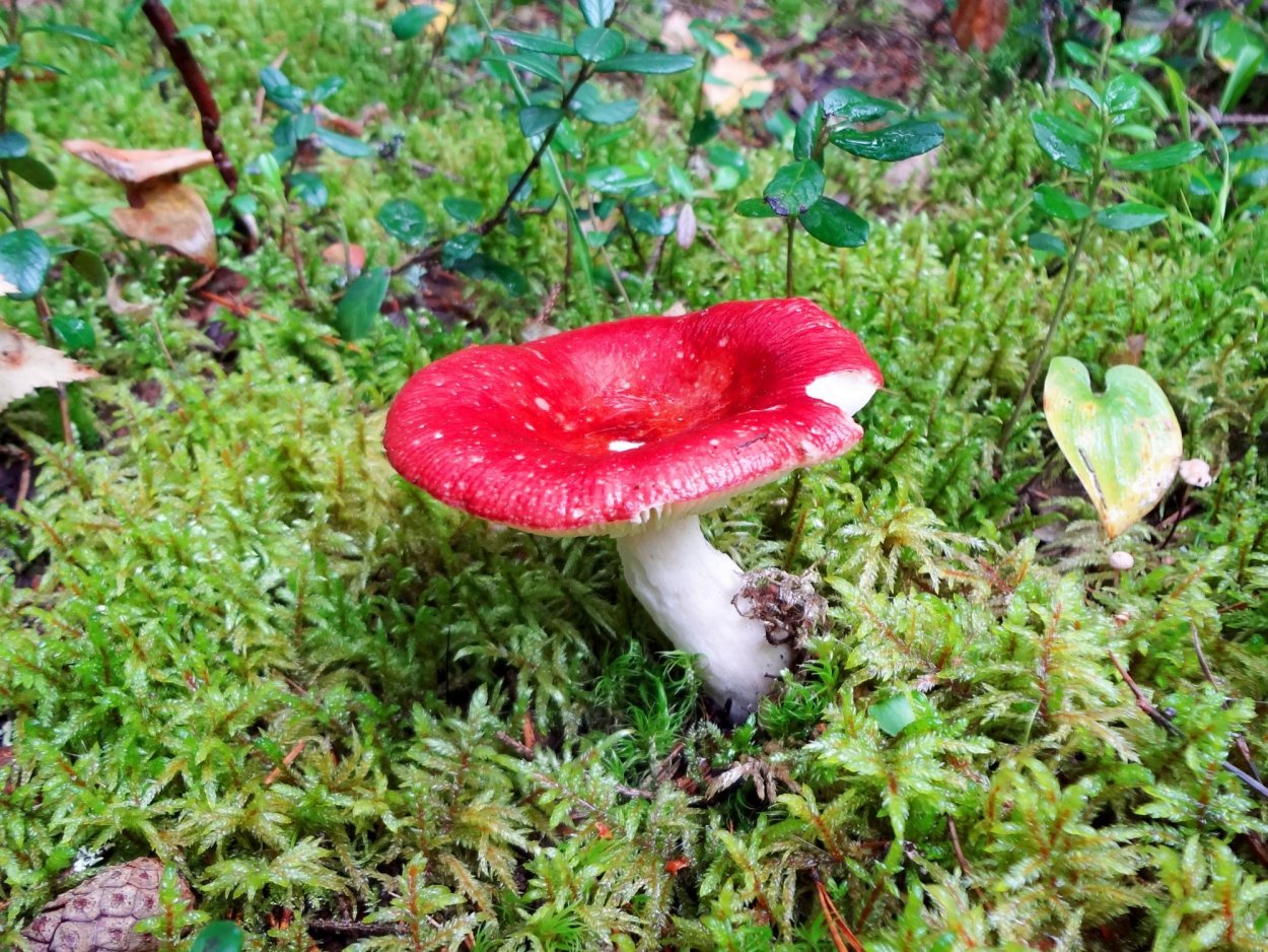 Сыроежка охристая (Rússula ochroléuca)