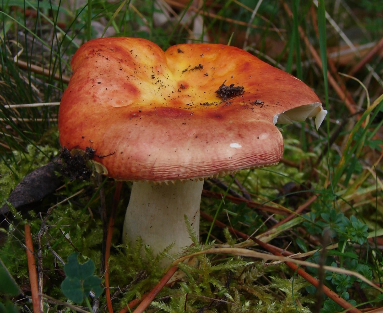 Гигрофор пятнистый