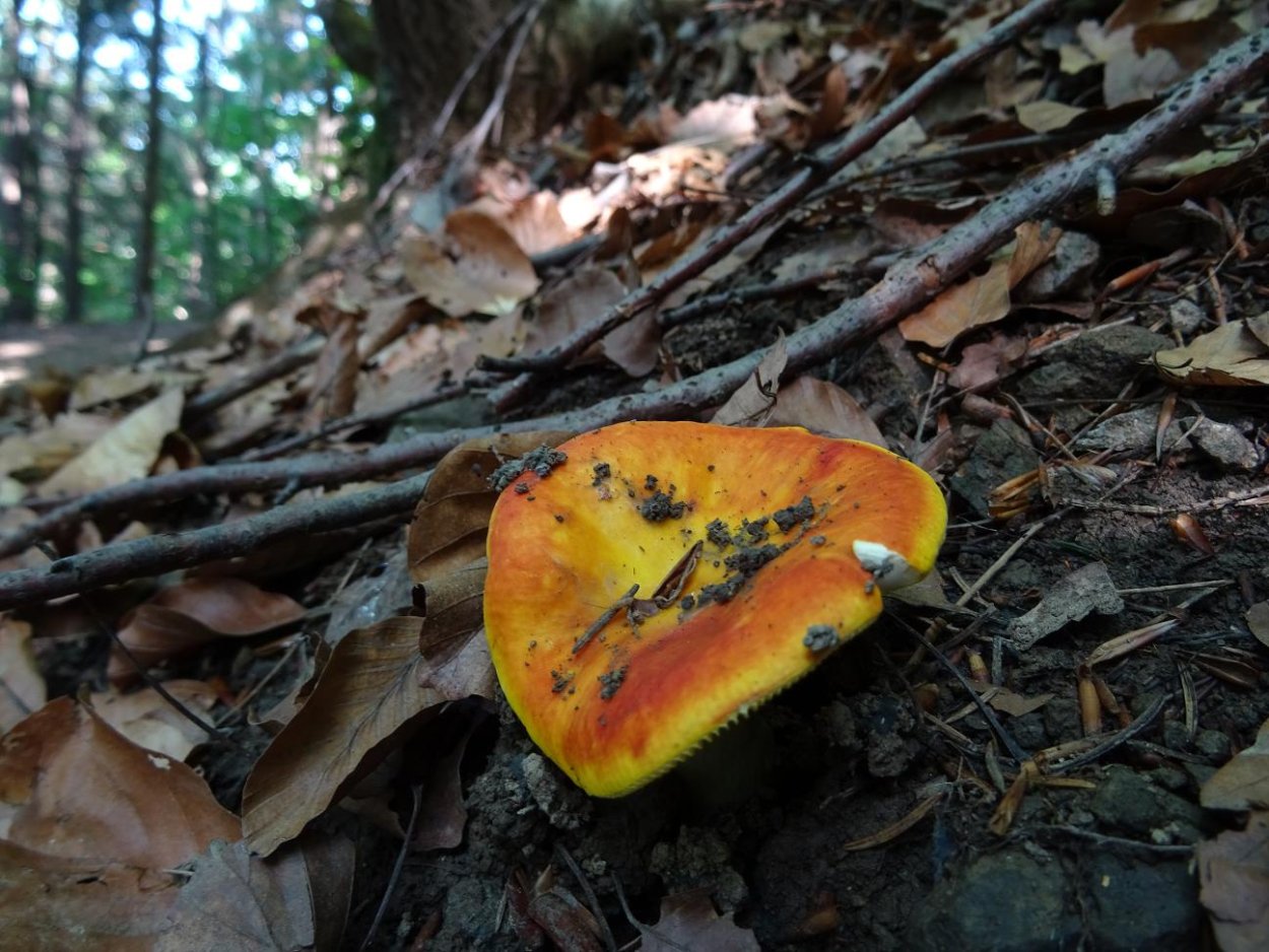 Красно золотистая сыроежка