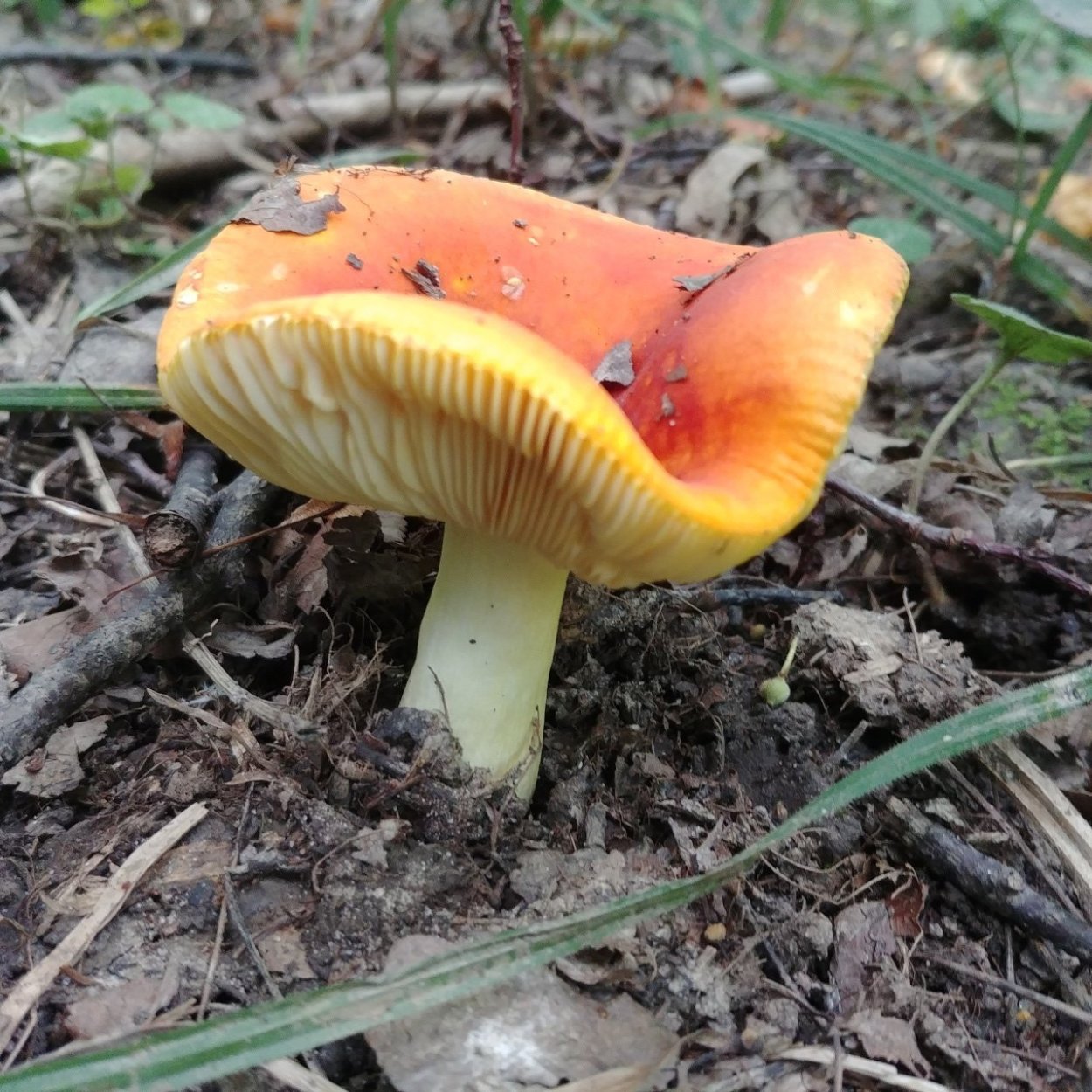 Сыроежка гриб