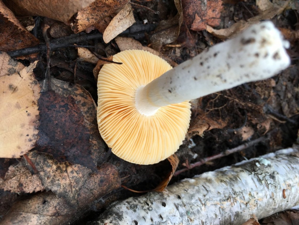 Гриб сыроежка золотистая