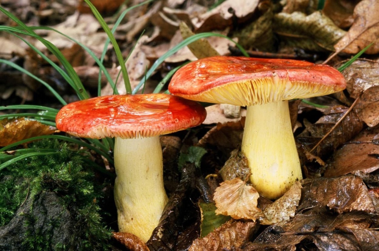 Сыроежка золотистая (Russula Aurea)