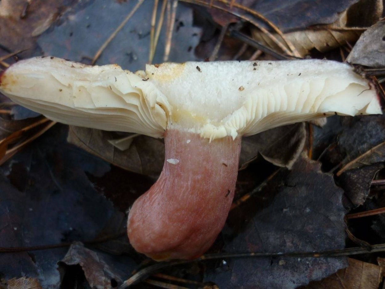 Грибы сыроежки желтые