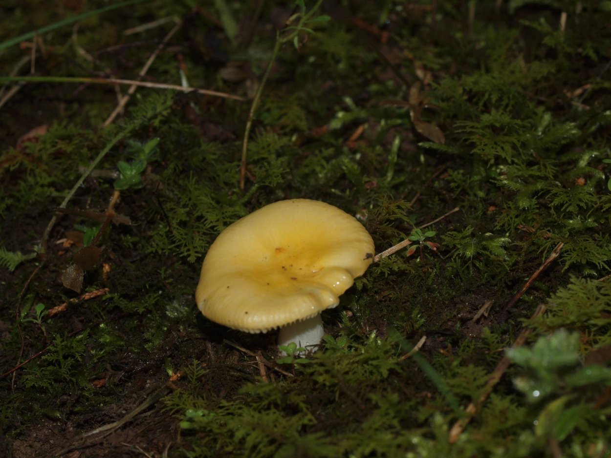 Сыроежка оранжевая