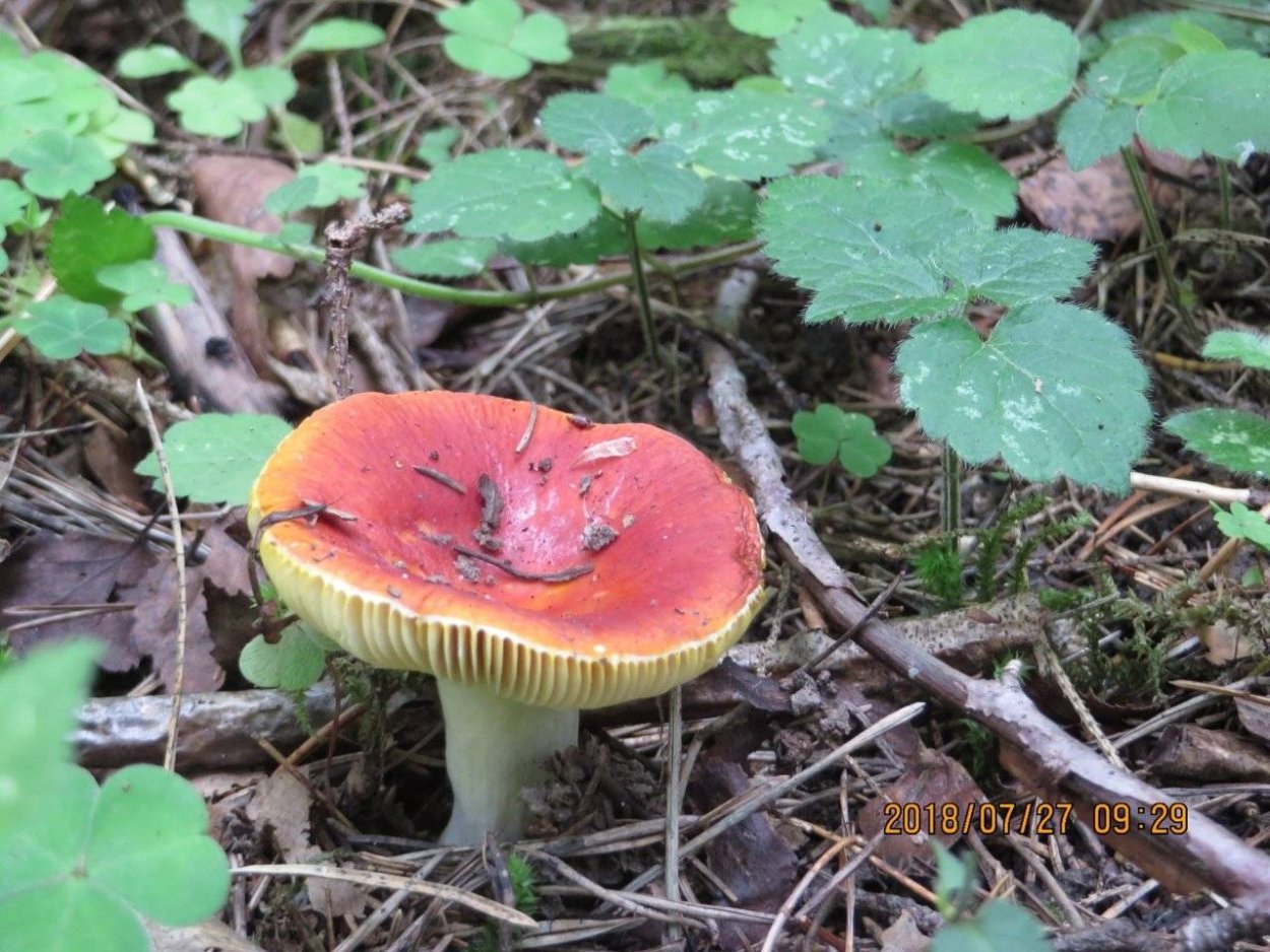 Сыроежка Боровая