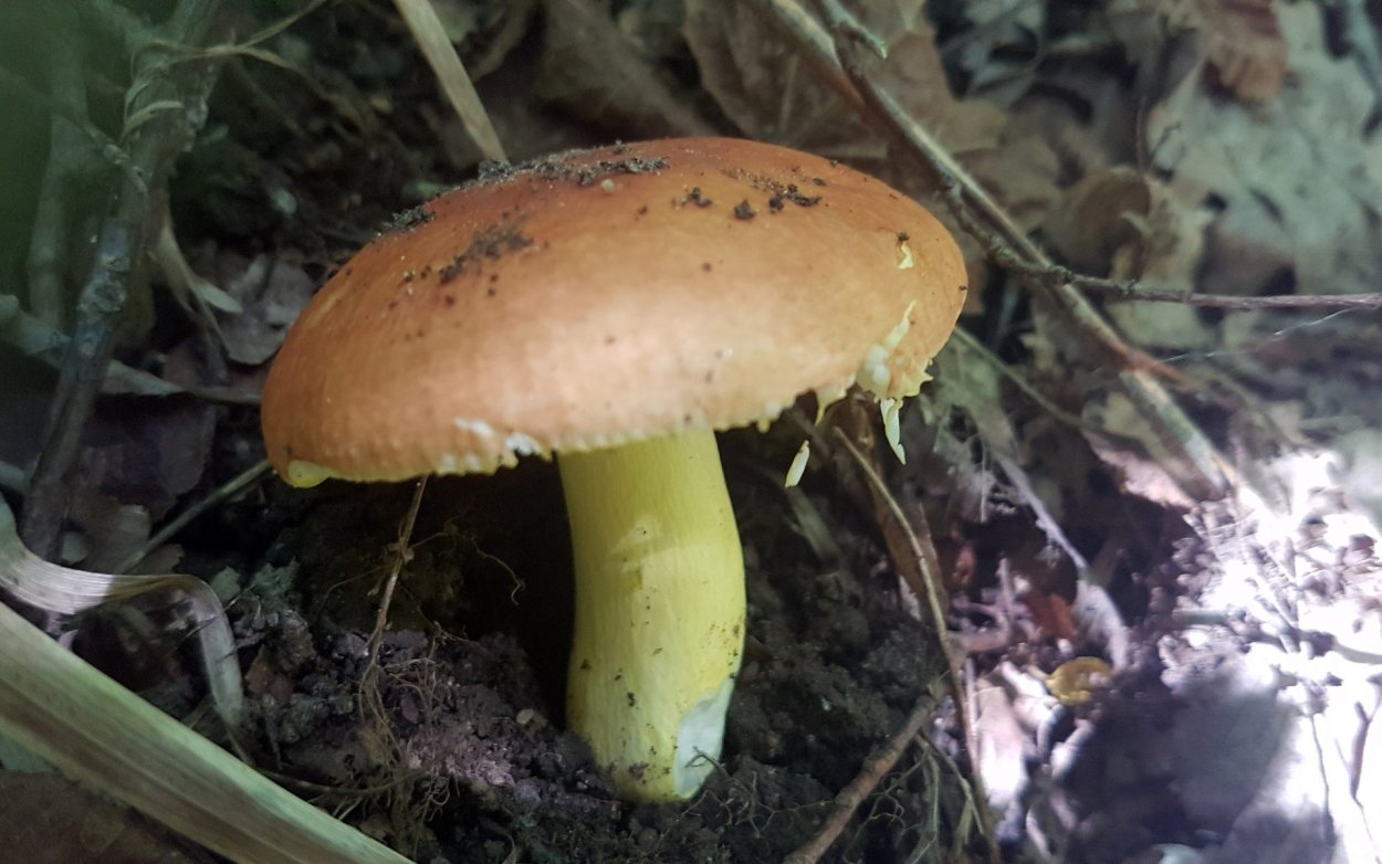 Сыроежка оранжевая