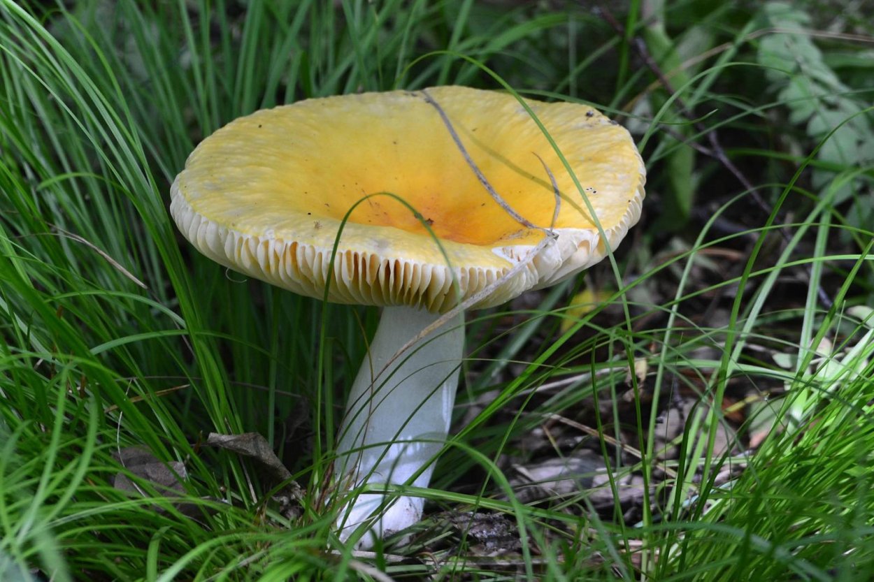 Сыроежка желтая