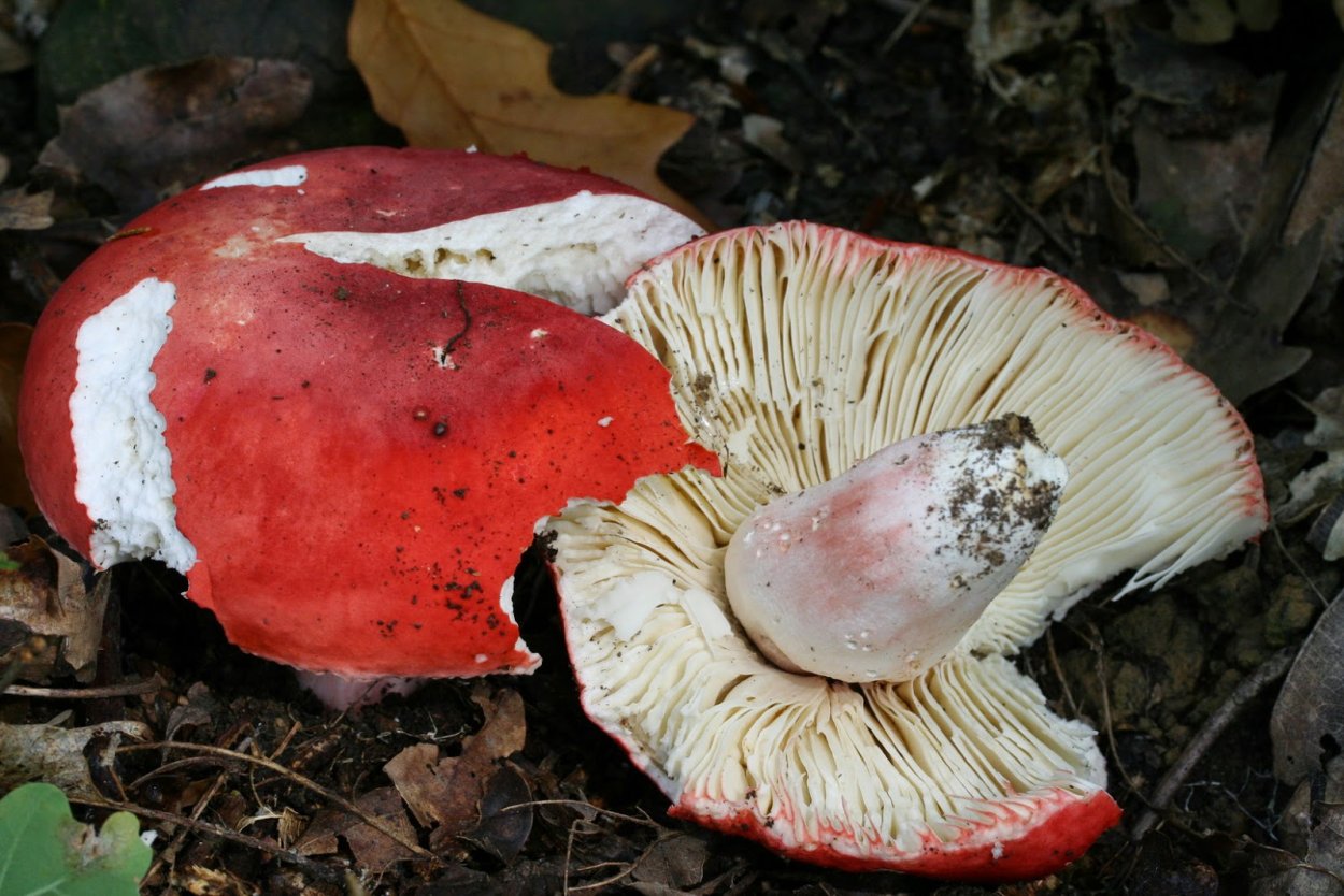 Сыроежка золотистая (Russula Aurea)