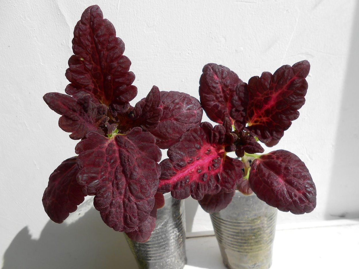 Колеус Блюме Блэк дракон