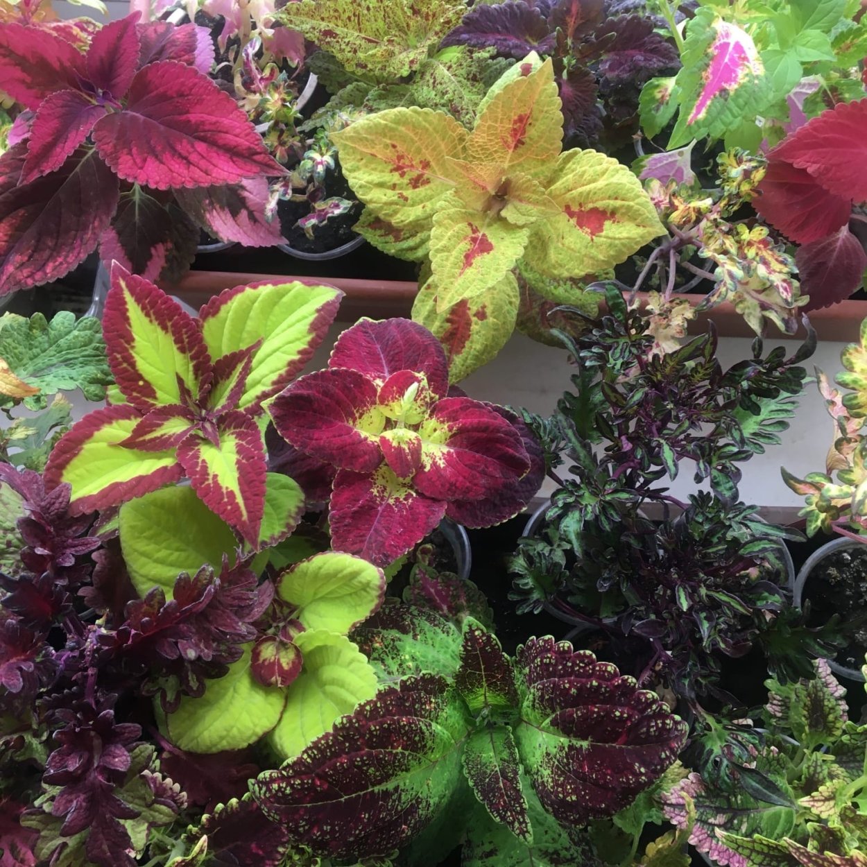 Колеус сорт Red Croton