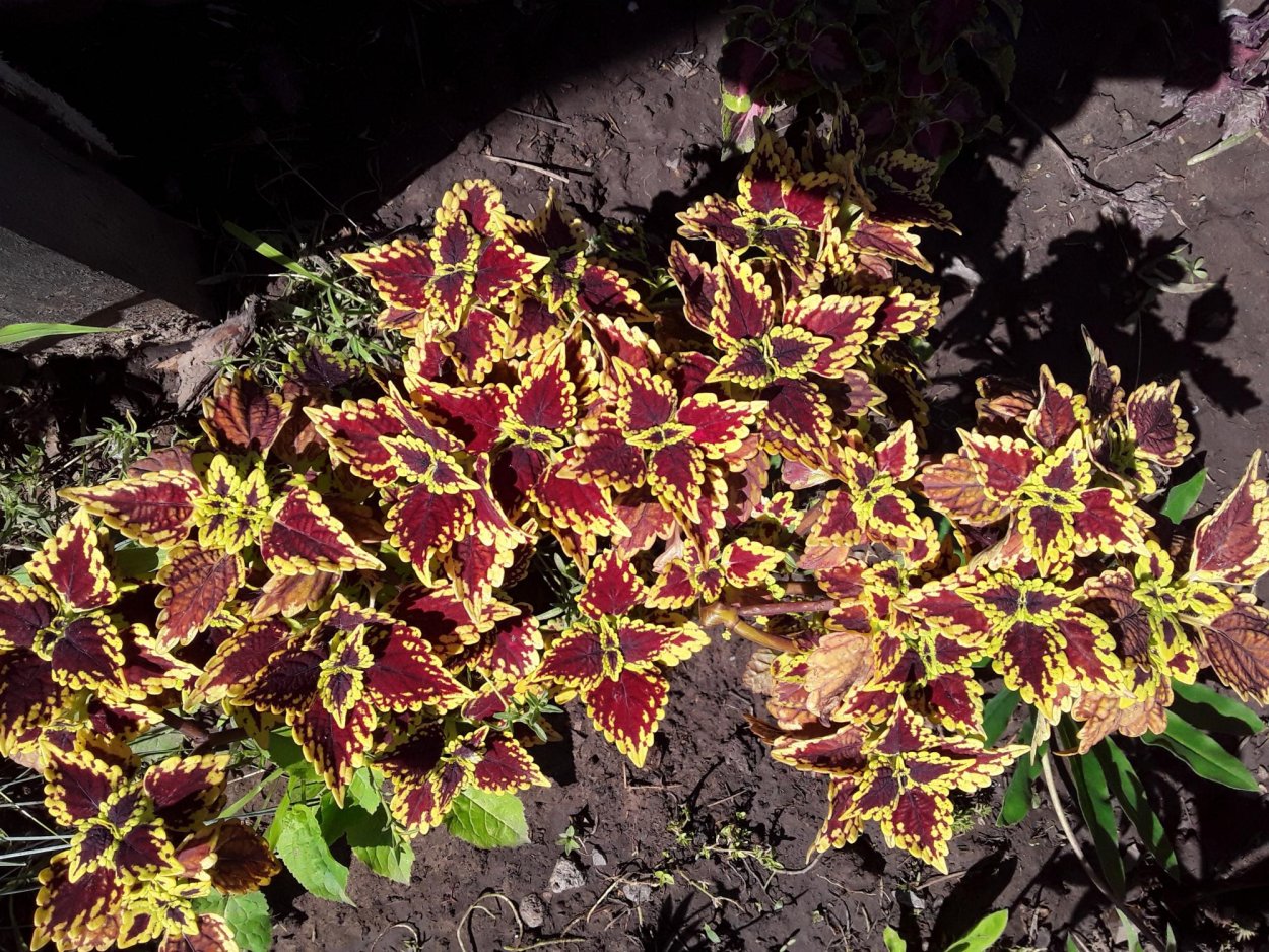 Колеус Анаконда