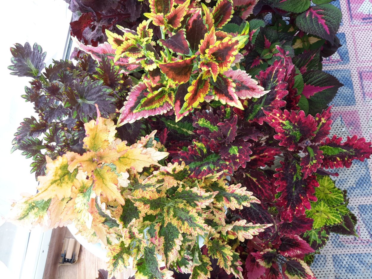 Колеус Bronze Pagoda