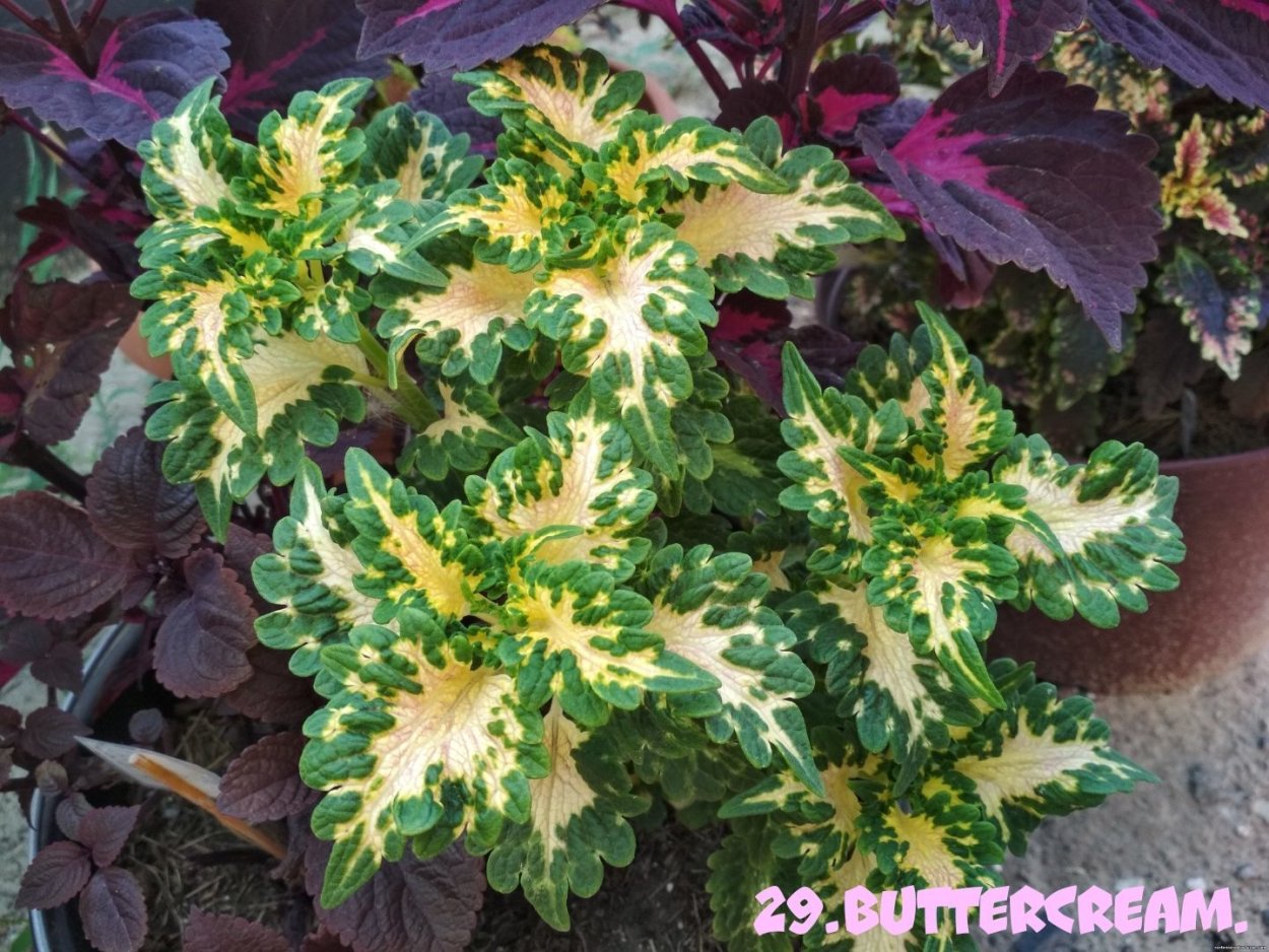 Coleus Volcano колеус