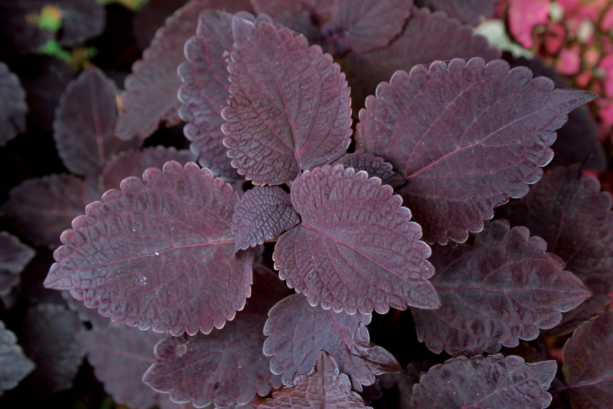 Колеус дарк