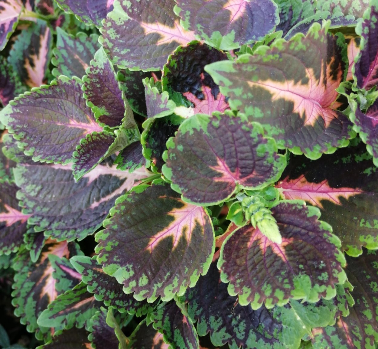 Колеус красный крокодил