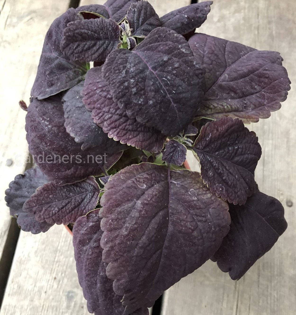 Колеус Black Prince