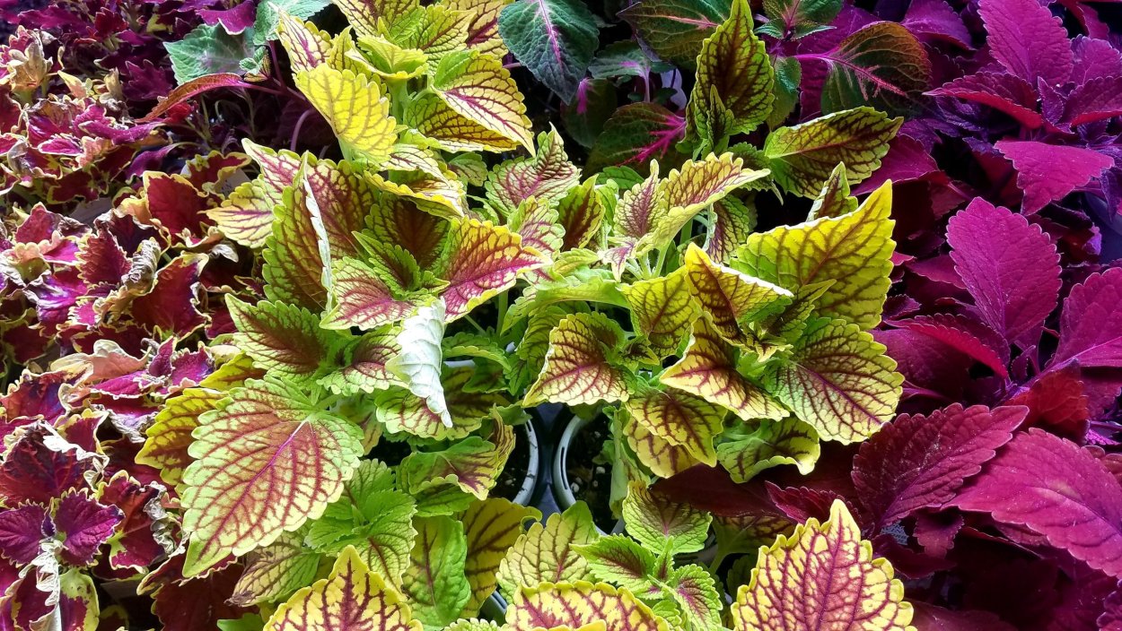 Колеус Red Croton