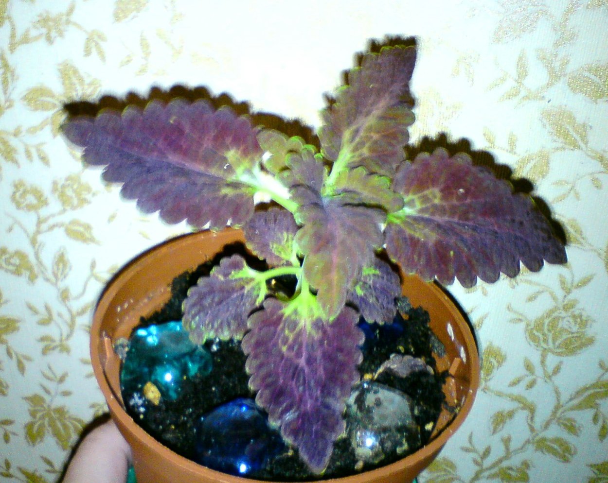 Колеус Cracklin Rosie