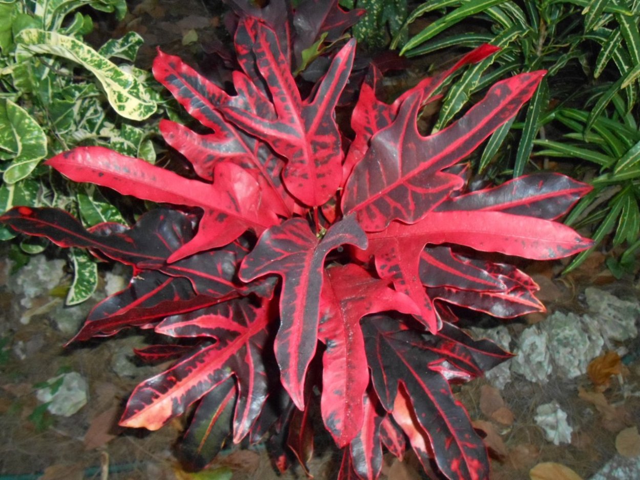 Колеус Black Beauty