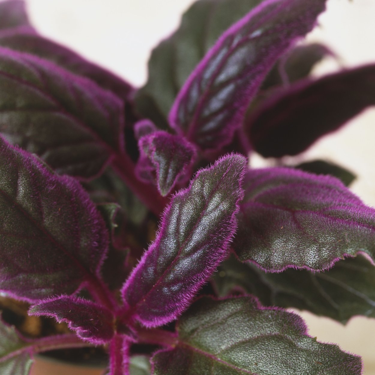 Колеус сорт Red Croton