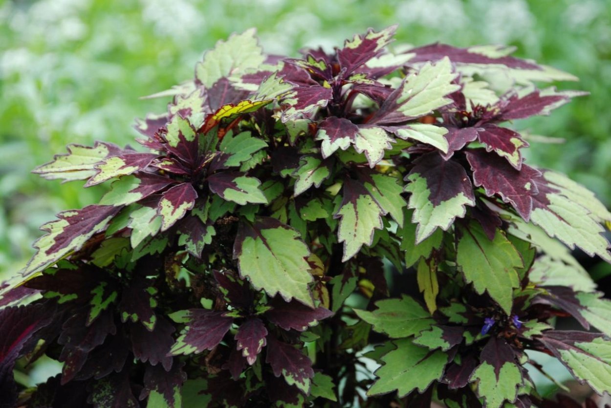 Колеус Алиссон