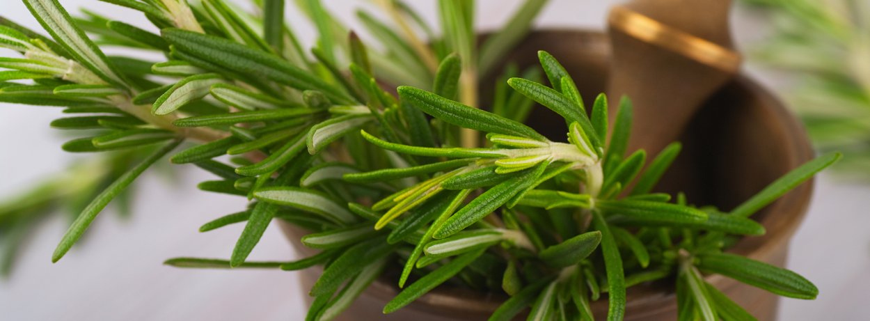 Розмарин эстрагон Любисток