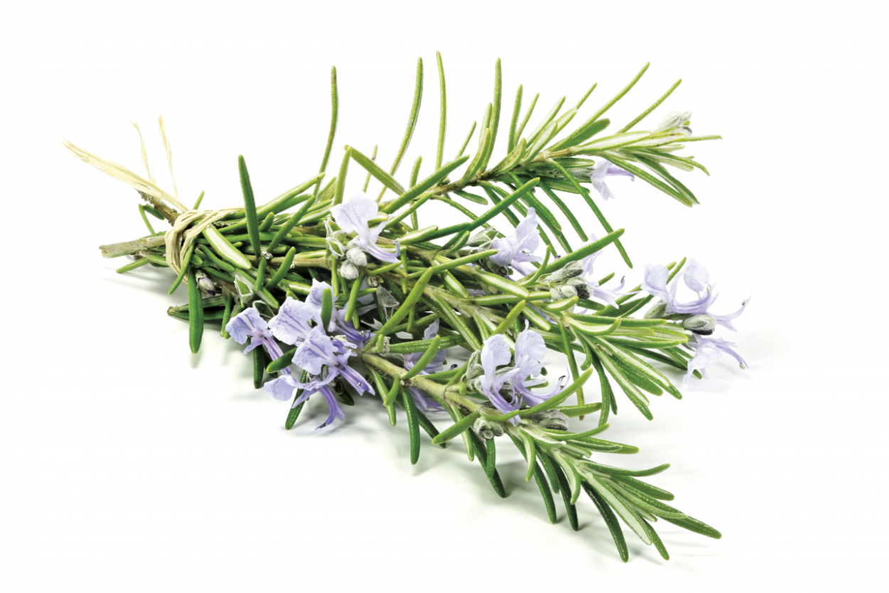 Розмарин на белом