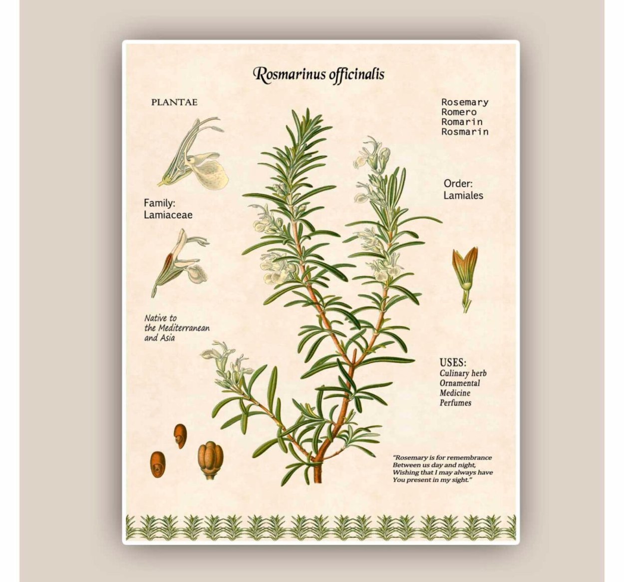 Розмарин тату