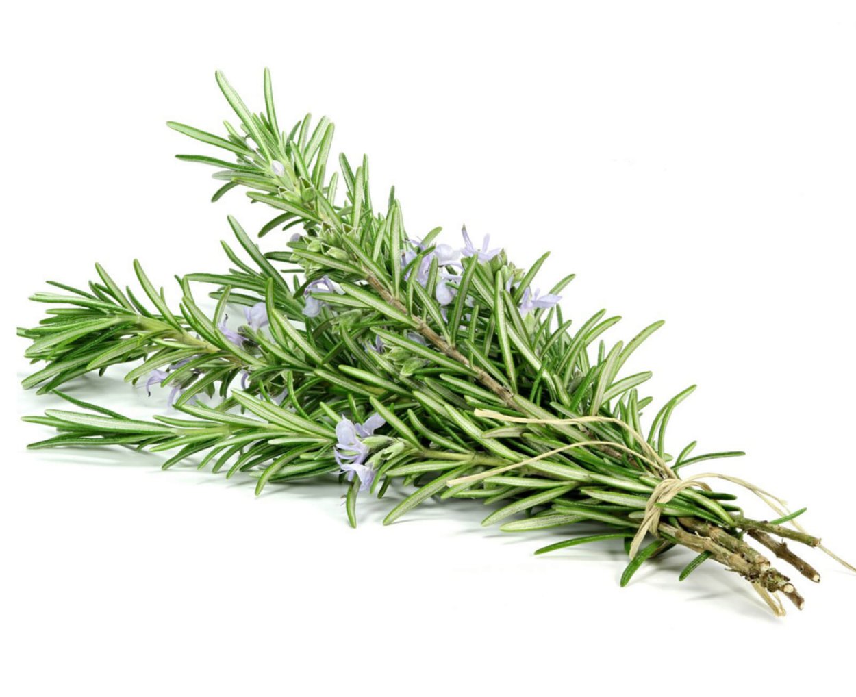 Ветка розмарина