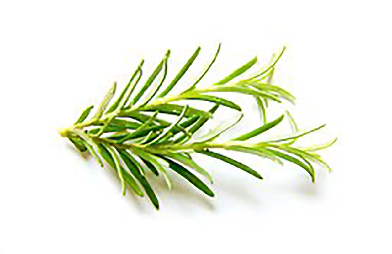 Розмарин дерево