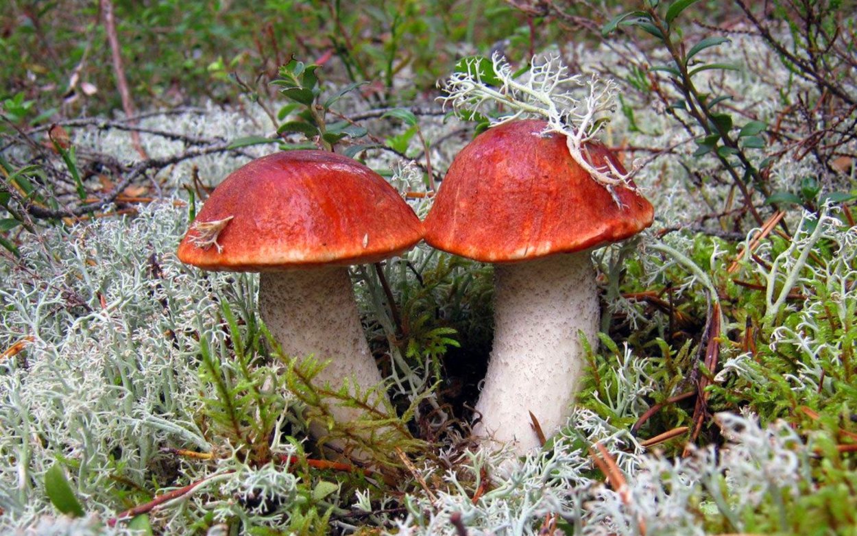 Съедобные грибы