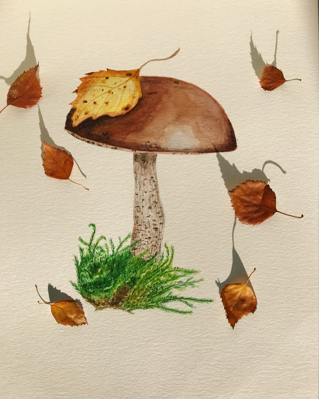 Подосиновик окрашенноногий