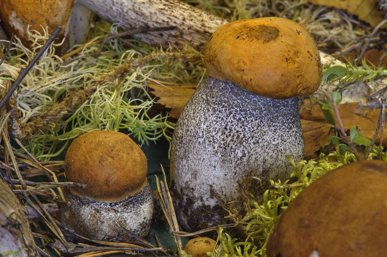 Подосиновик шляпка снизу