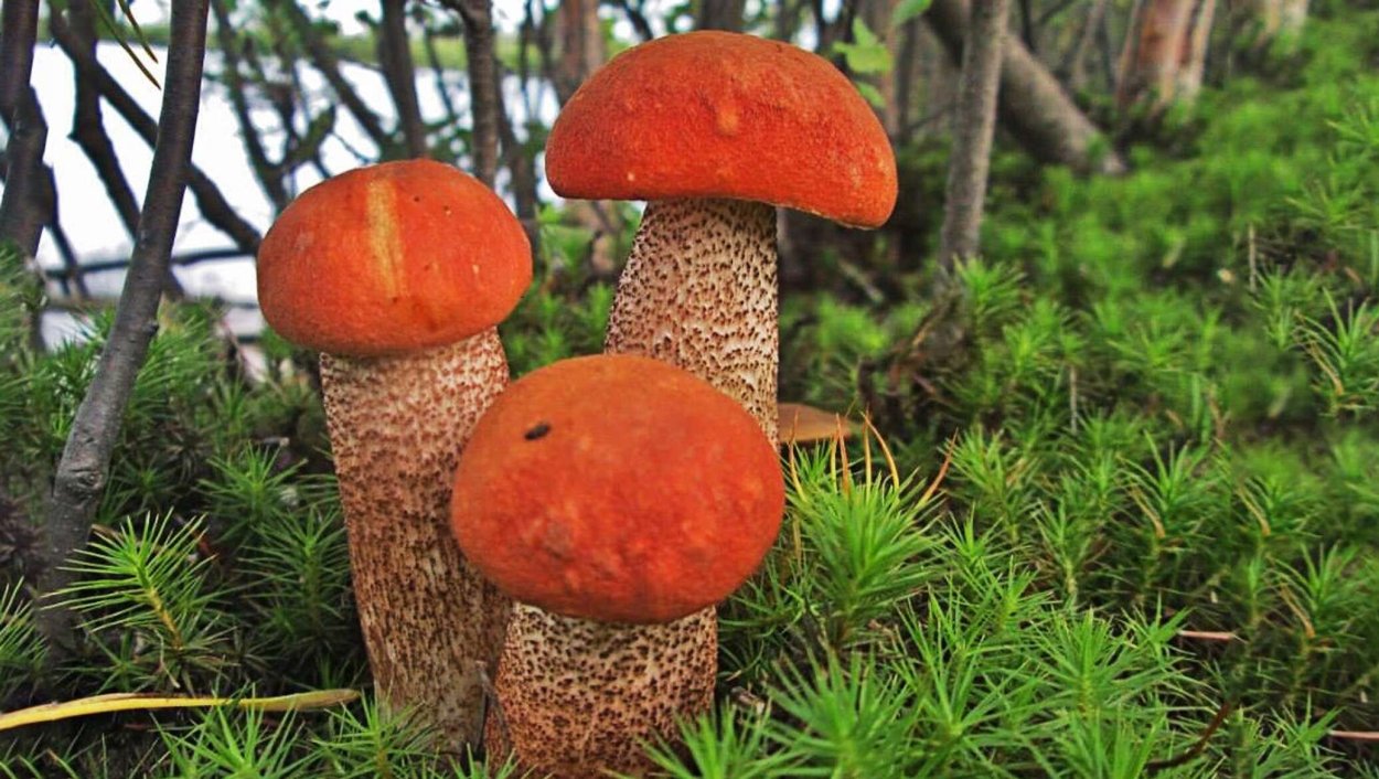 Белый гриб живопись