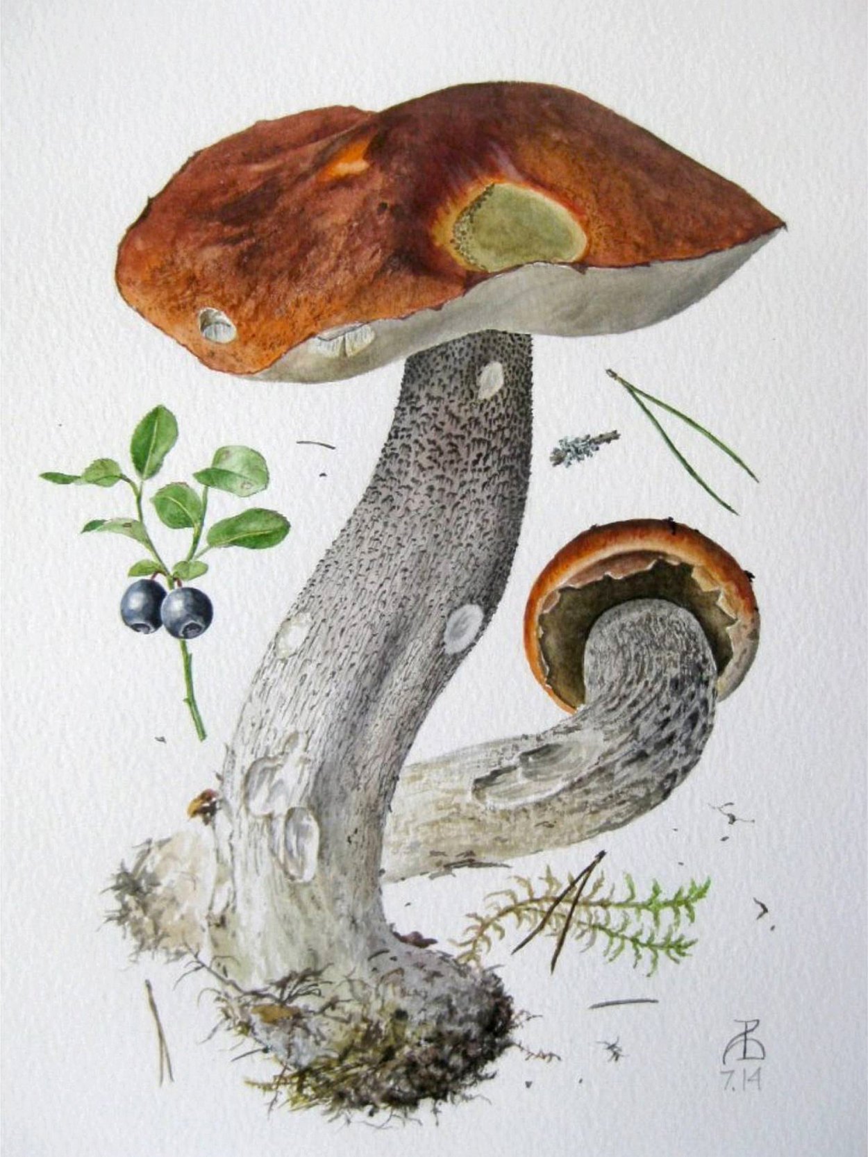 Грибы акварелью Александр Вязьменский