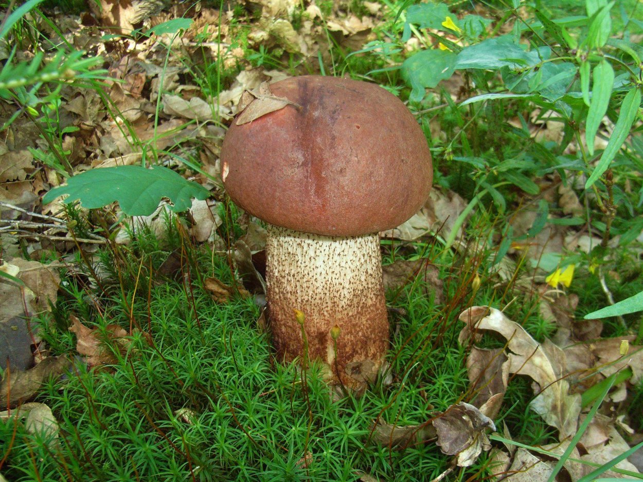 Грибы много