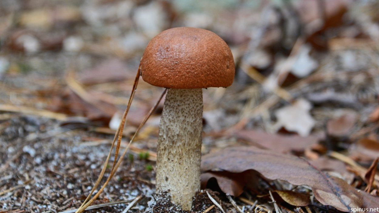 Подосиновик красный