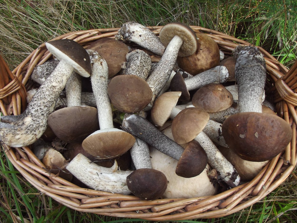 Подосиновик гриб