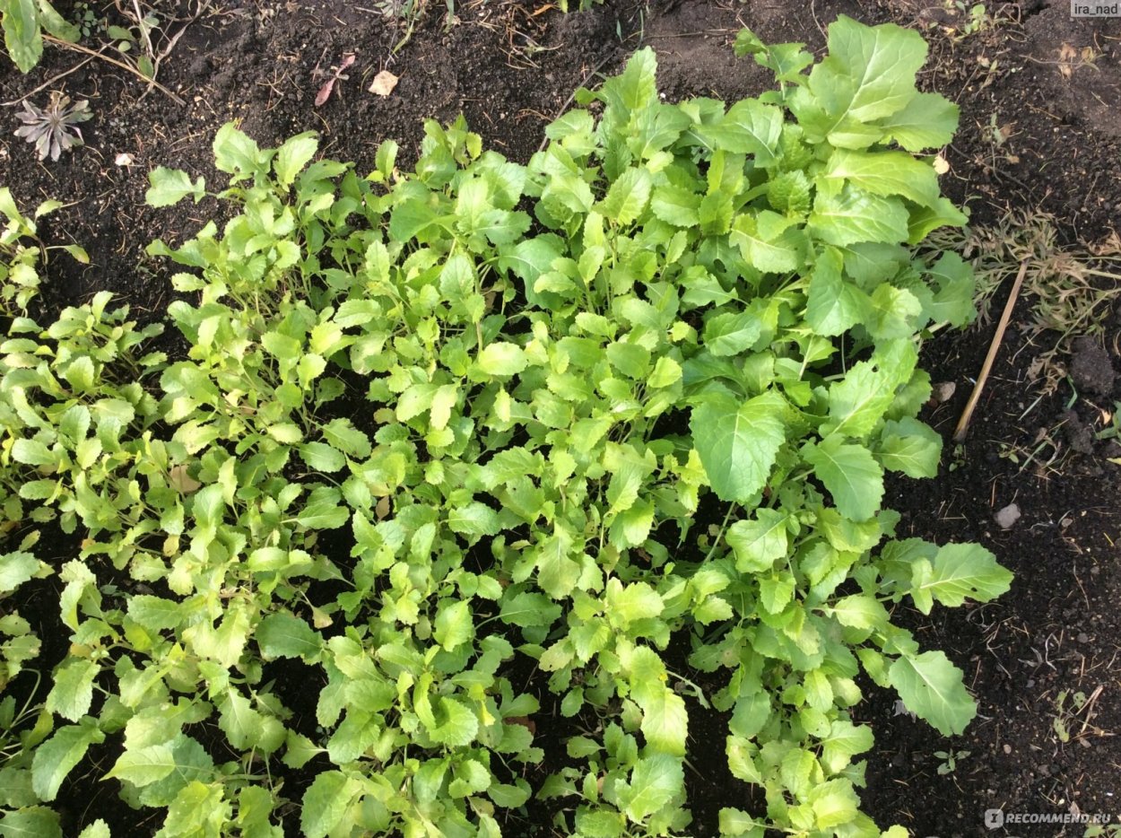 Посадка рассады в сидераты