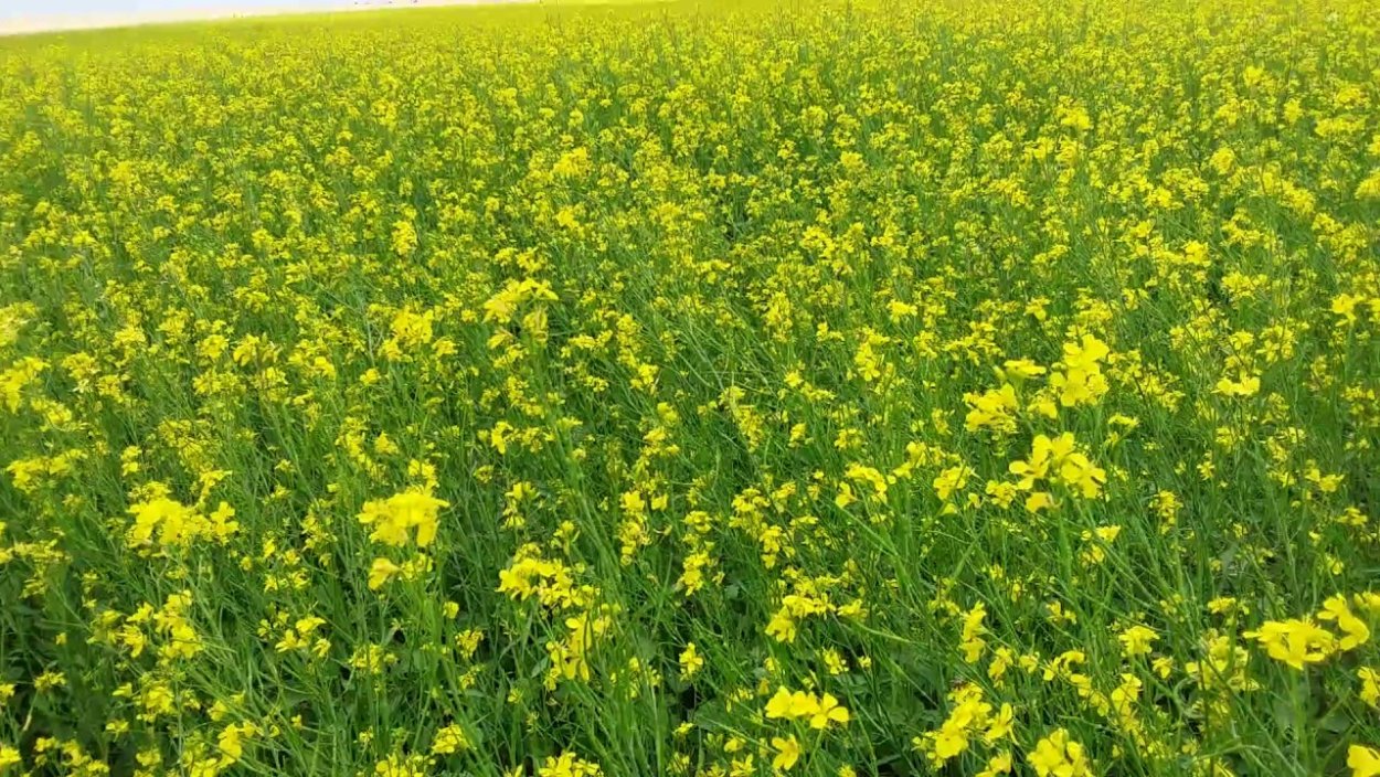 Фацелия сидерат всходы