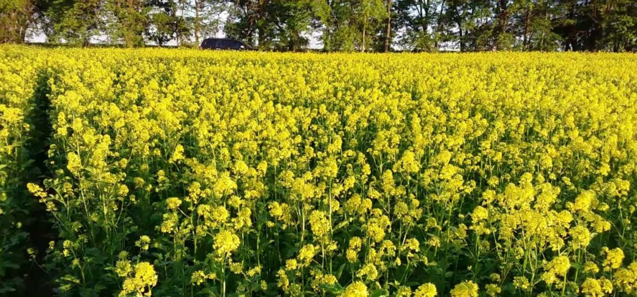 Горчица возделывание