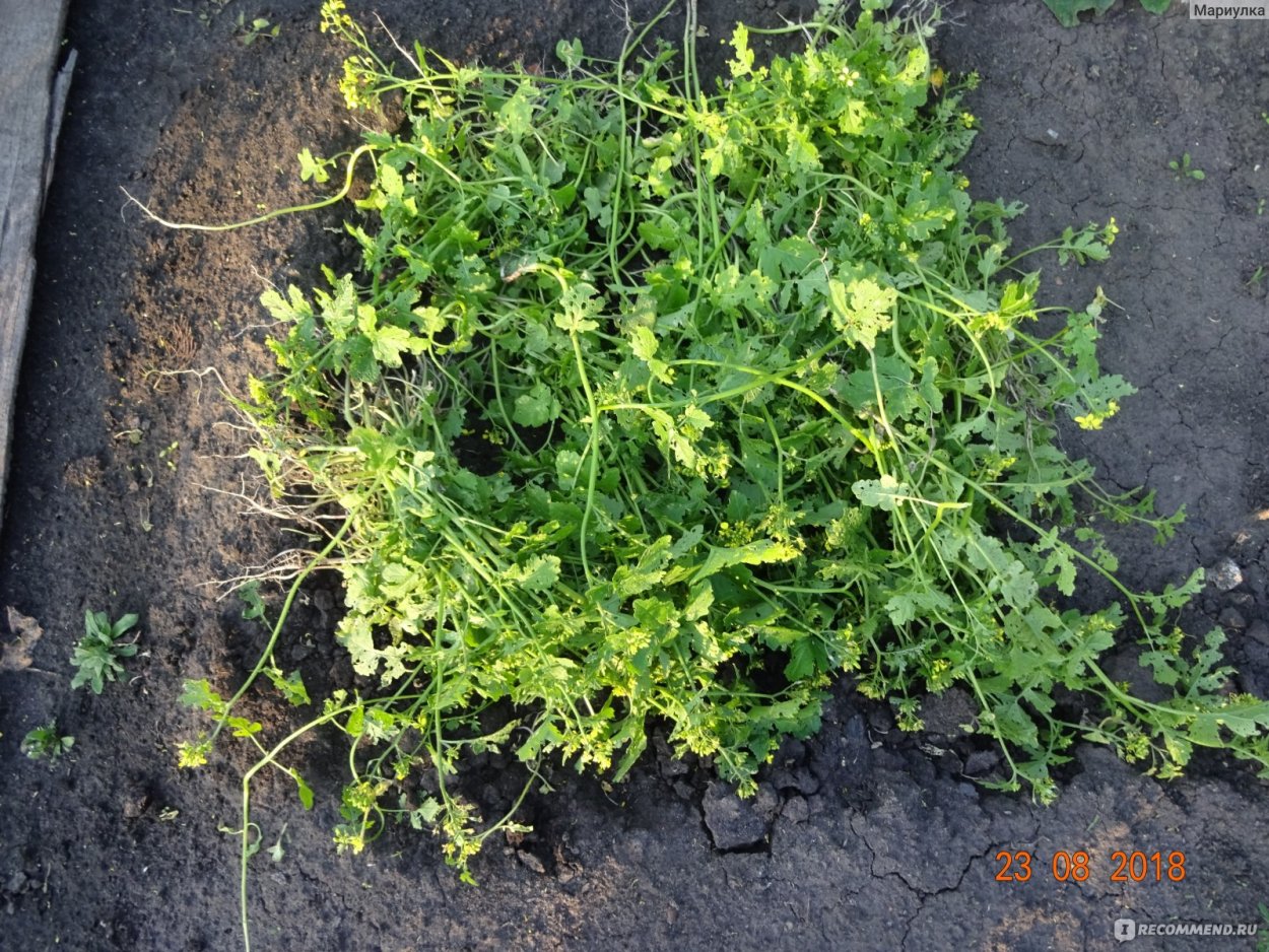 Горчица Огородная