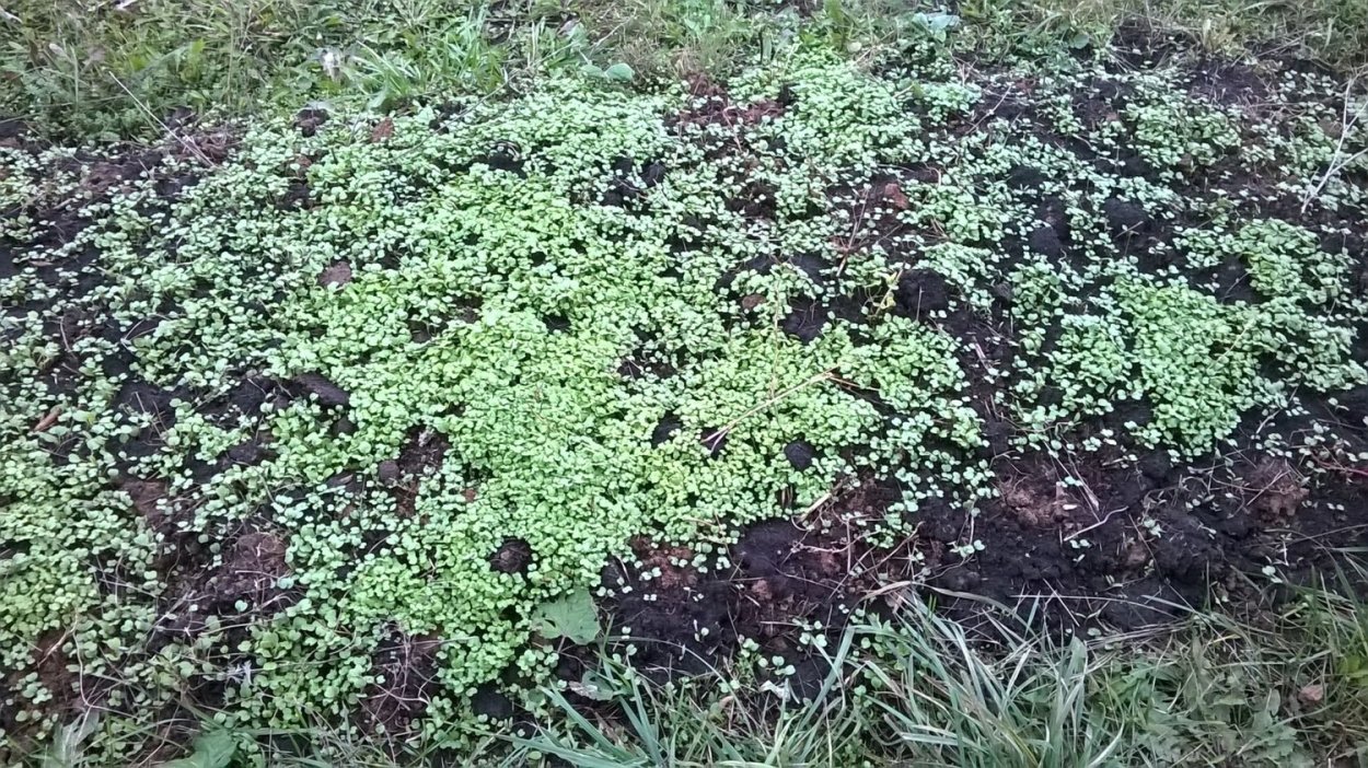 Горчица растение всходы